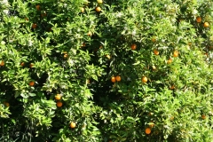 IMG_0631 - Copie