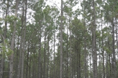 DSCN7454