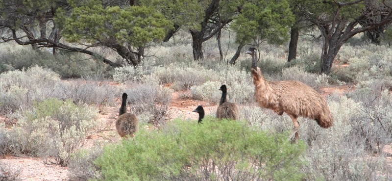 E297: Mardi 22 Novembre // Port Augusta (+15km) – Iron Knob