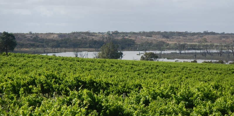 E289: Vic/SA (+5km) – Overland Corner