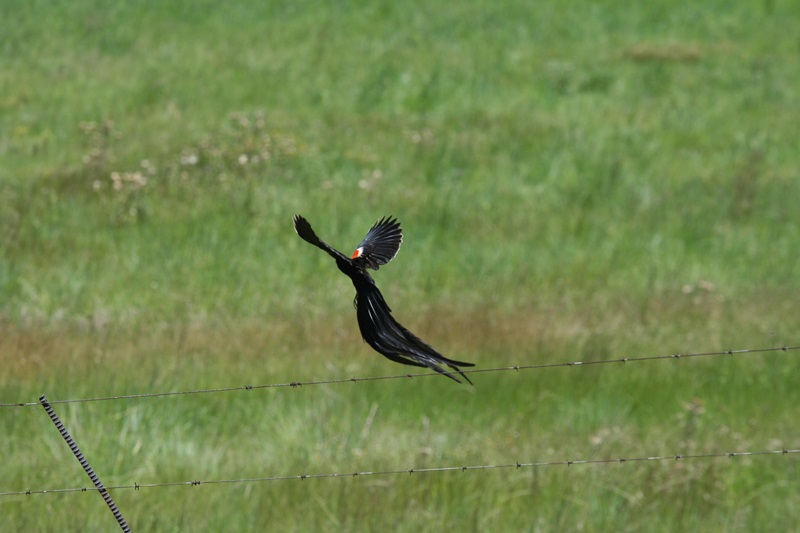 E354: Mercredi 18 Janvier // Wakkerstroom – Volksrust (+34km)