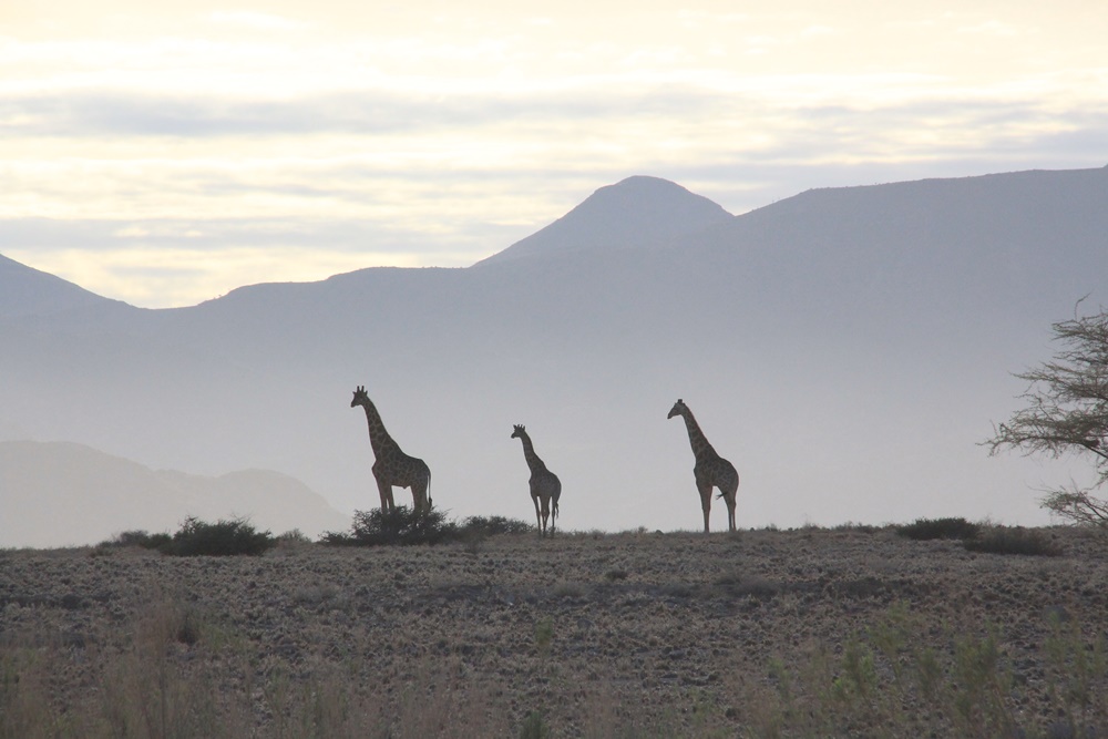 E383: Jeudi 16 Février // Sesriem (+11km) – Solitaire (+ 6km)