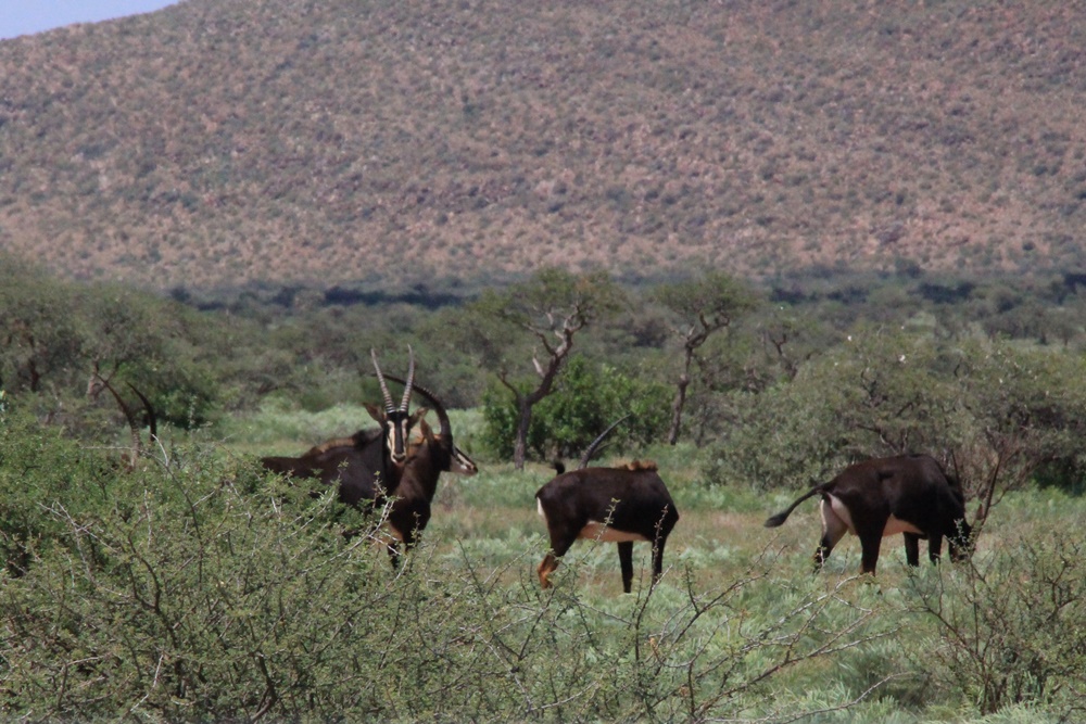 E368: Mercredi 1er Février //  Hotazel (+25km) – Leeupan Farm (- 40km)