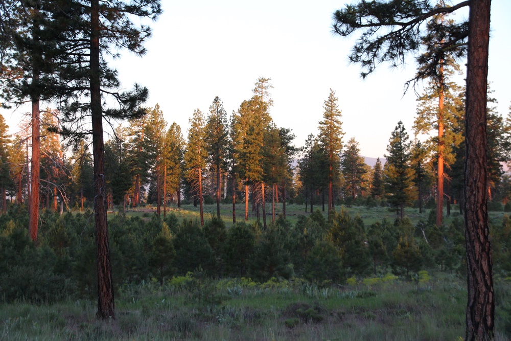 E134: Dimanche 12 Juin // Tulelake (-50km) – Merrill (+7,5km)