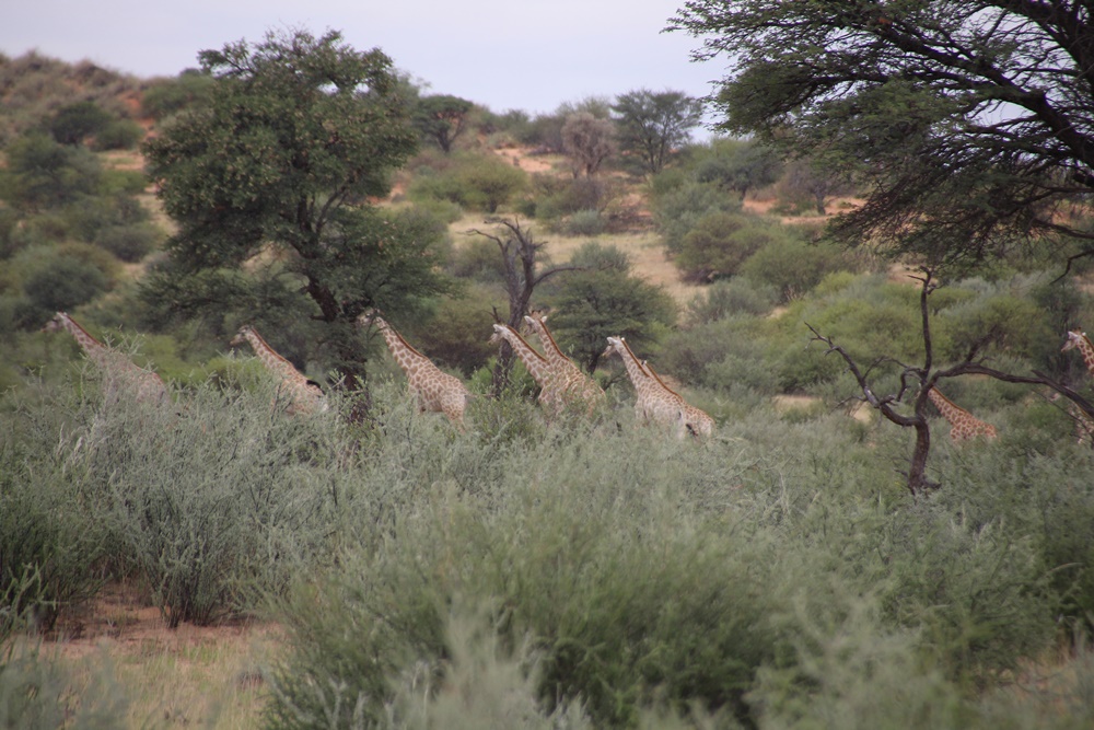E361: Mercredi 25 Janvier // Bothaville – Wolmaransstad (- 4km)