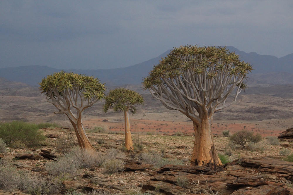 E384: Vendredi 17 février // Solitaire (+6km) – Intersection C14/C26