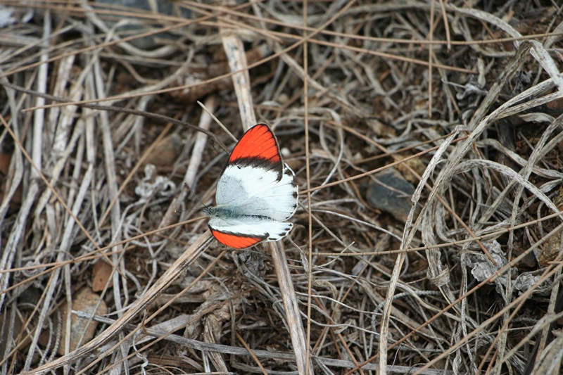 E350: Samedi 14 Janvier // Mkuze – Pongola