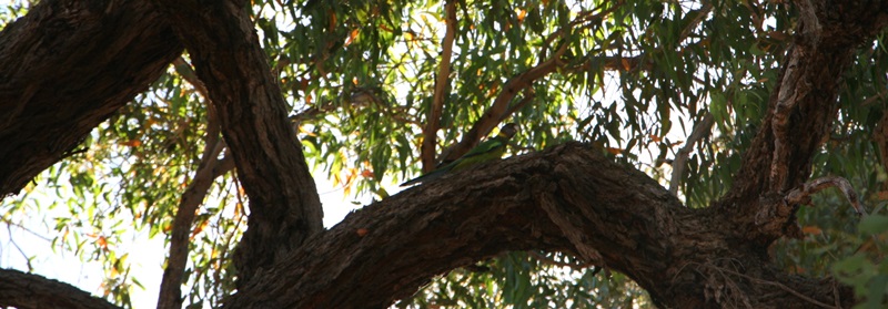 E338: Lundi 2 Janvier // Narrogin – Wandering