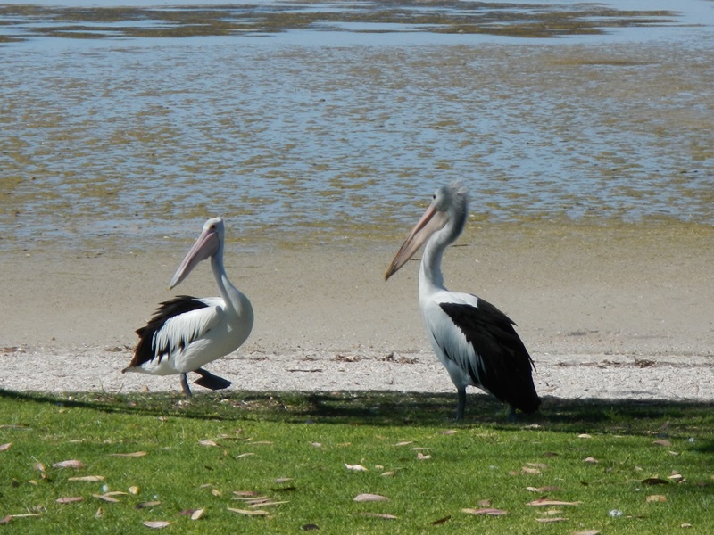 E303: Lundi 28 Novembre // Mortana – Perlubie