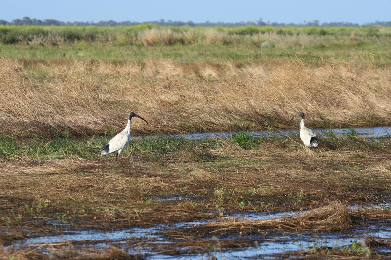 E275: Lundi 31 Octobre // Carrathool – Hay (+20 km)