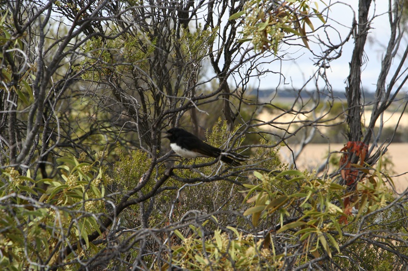 E336: Samedi 31 Janvier // Lake Grace – Harrismith