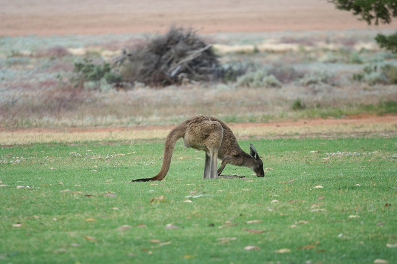 E290: Mardi 15 Novembre // Overland Corner – Markaranka