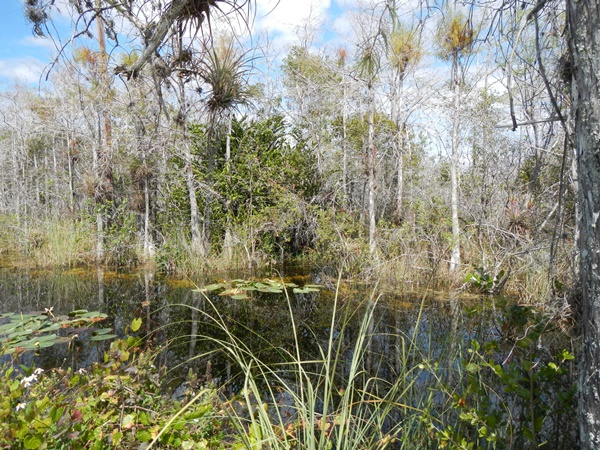 E37: Lundi 7 mars // Tamiami US41 (mi 20) – US41 (mi 64)