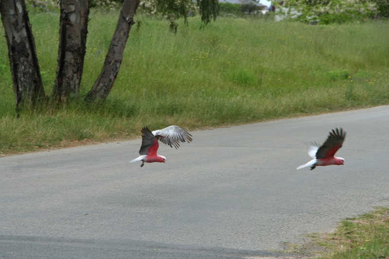 E270: Mercredi 26 Octobre // Oura – Wagga Wagga (+14km)