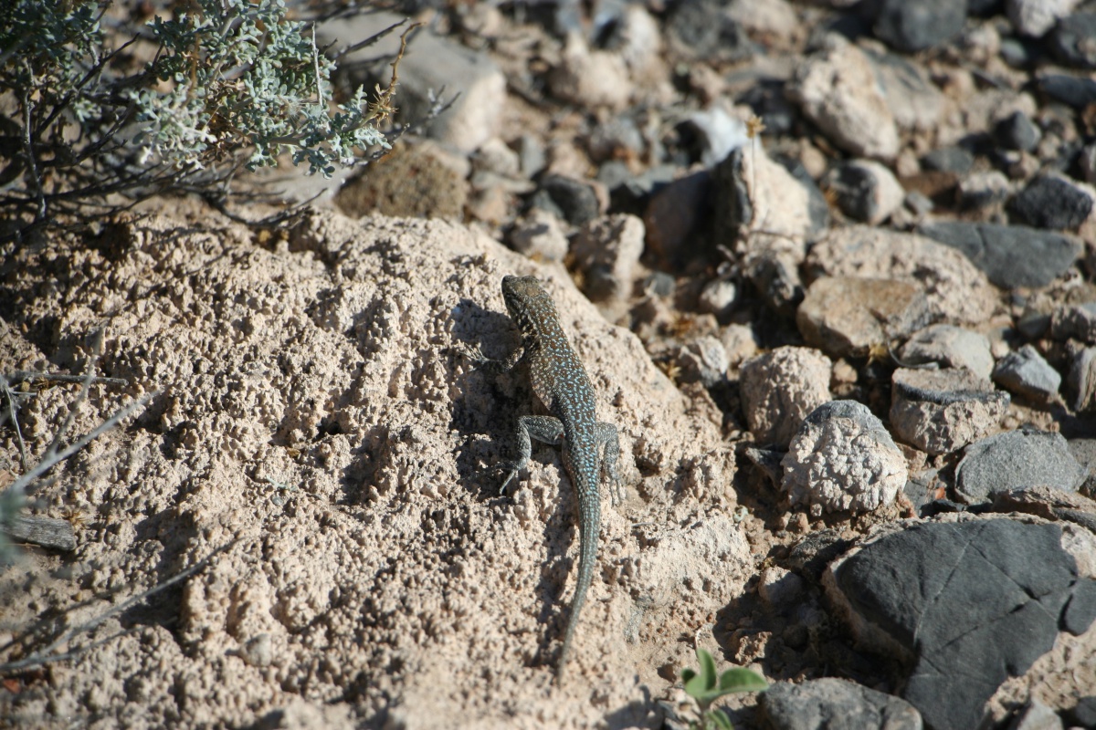 E116 : Mercredi 26 mai // Highway 93 (Borne 8) – North Las Vegas
