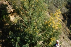 DSCN6511