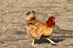 08
